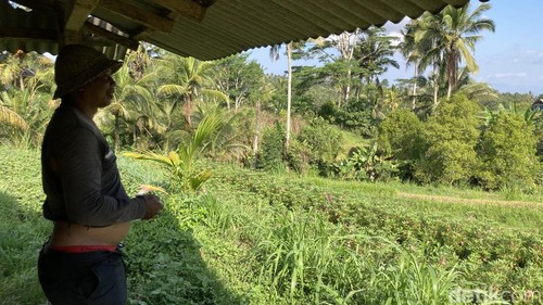 Seorang petani Banjar Griya, Desa Nyalian, Kecamatan Banjarangkan, Klungkung, Bali, tengah menjaga sawahnya dari serangan kumpulan kera, Selasa (15/9/2026). (Fatih Kudus Jaelani/detikBali).