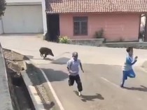 Geger Babi Hutan Masuk Puskesmas di Cianjur Bikin Pasien Panik