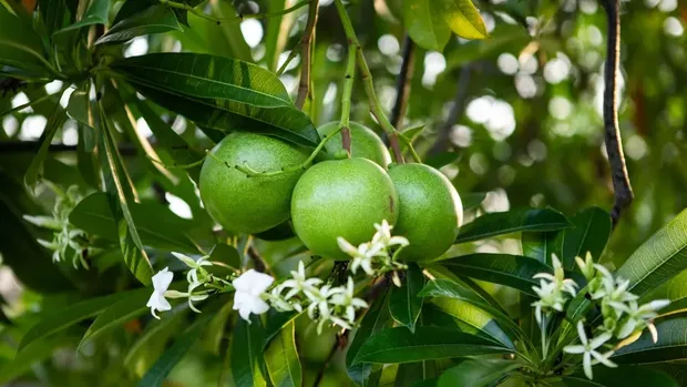 Buah bintaro atau mangga laut -