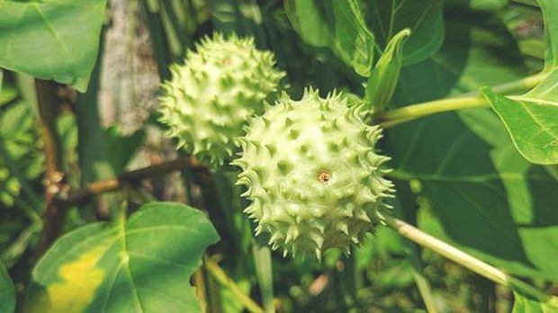 Buah kecubung (Datura metel) Buah kecubung adalah buah yang berasal dari tanaman kecubung. Nah, buah ini sering juga disebut sebagai “Jimsonweed” atau “Thornapple”