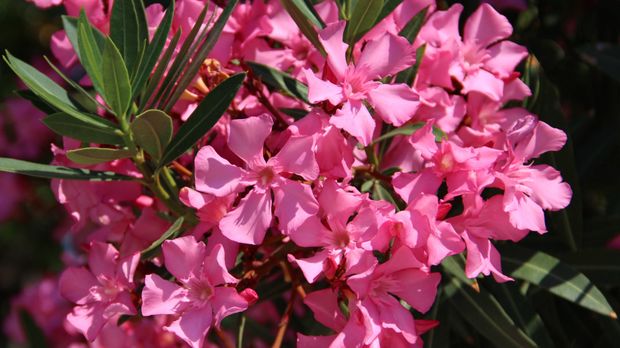 Bunga mentega (oleander) Oleander, bunga cantik yang beracun