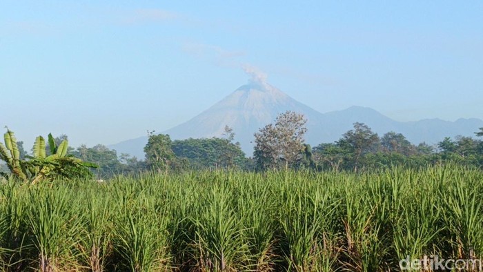 Gunung Semeru erupsi siang ini.