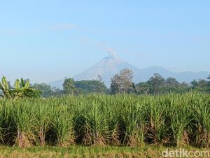 Semeru Erupsi Lagi Pagi Ini, Abu Vulkanik Membubung Setinggi 1 Km