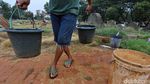Kemarau Panjang, Rumput Makam di Menteng Pulo Mulai Menguning