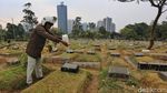 Kemarau Panjang, Rumput Makam di Menteng Pulo Mulai Menguning
