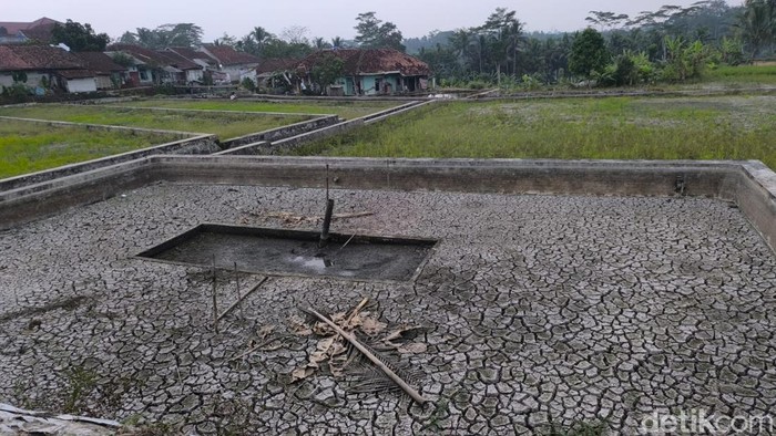 Kondisi area pertanian di Tasikmalaya akibat musim kemarau.