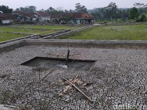 Potret Kekeringan di Tasikmalaya, Sawah Kering Kerontang