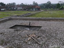 Potret Kekeringan di Tasikmalaya, Sawah Kering Kerontang