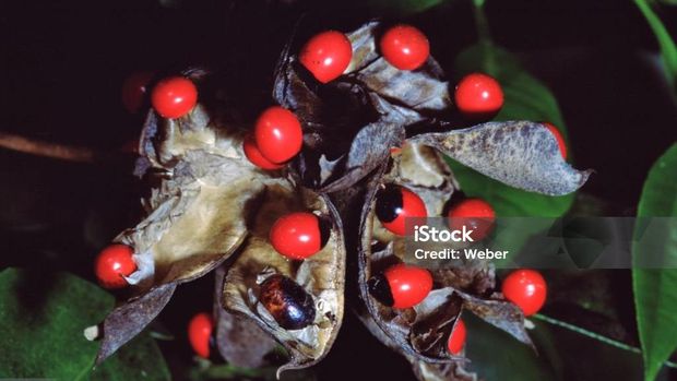 Rosary pea dalam bahasa Indonesia dikenal sebagai tanaman saga rambat (dengan nama ilmiah Abrus precatorius). Rosary Pea Wildflower (Abrus Precatorius). Photographed by acclaimed wildlife photographer and writer, Dr. William J. Weber.
