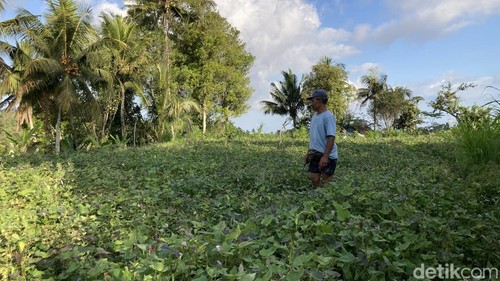 Lokasi ladang petani yang kerap diserang kawanan kera berekor panjang di Desa Nyalian, Kecamatan Banjarangkan, Klungkung, Bali, Rabu (16/9/2026).