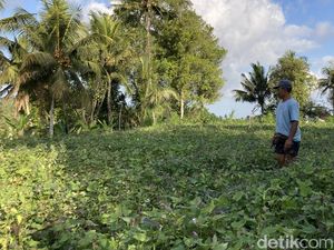Teror Kera di Desa Nyalian, BPBD Klungkung Akan Koordinasi dengan BKSDA