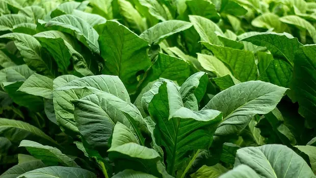 Tanaman Kecubung (Datura sp.) Tanaman kecubung dengan bunga berbentuk terompet. Kecubung merupakan tanaman hias yang juga mengandung senyawa beracun dan dapat menimbulkan efek berbahaya jika dikonsumsi atau disalahgunakan.