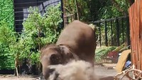 Viral Pawang Ketiban Gajah Presentasi di Lembang Park Zoo, Begini Kejadiannya