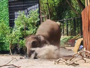 Viral Pawang Satwa di Lembang Park Zoo Ketiban Gajah