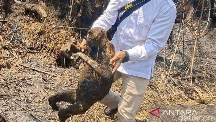 Tim BKSDA Kalsel menunjukkan seekor bekantan yang tewas dari total 12 ekor yang terbakar akibat kebakaran hutan dan lahan di Desa Balimau, Kabupaten Hulu Sungai Selatan, Kalimantan Selatan. (ANTARA/HO-BKSDA Kalsel)