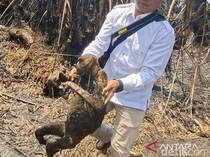 12 Bekantan di Kalsel Mati Terbakar Akibat Karhutla