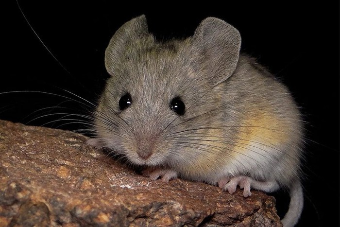 Andean leaf-eared mouse (Phyllotis vaccarum) yang mampu hidup di Pegunungan Andes dengan ketinggian hampir 7.000 meter