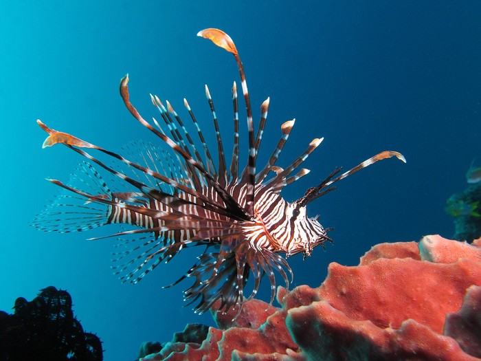 Ikan Singa