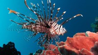 Pria Ini Viral karena Memburu Ikan Cantik yang Ternyata Mengerikan