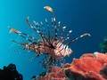 Pria Ini Viral karena Memburu Ikan Cantik yang Ternyata Mengerikan