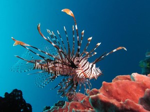 Pria Ini Viral karena Memburu Ikan Cantik yang Ternyata Mengerikan