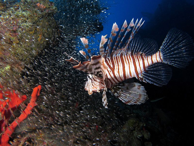 Ikan Singa