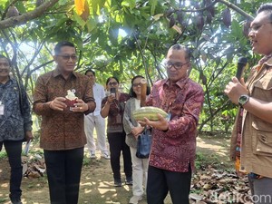 Pabrik Cokelat Bali Butuh 350 Ton Kakao Setahun, OJK Siapkan Pembiayaan
