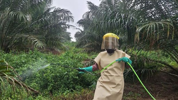 Kisah Perempuan Tangguh di Kebun Solok Selatan dan Harapan Keluarga