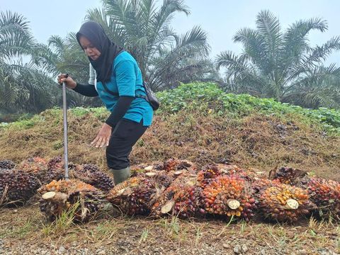 Kisah Perempuan Tangguh di Kebun Solok Selatan dan Harapan Keluarga
