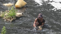 Cacing sutra merupakan pakan bibit ikan hias yang sangat dicari pembeli.  