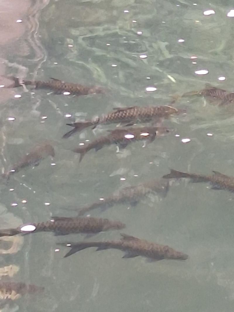 Menjaga Ikan, Merawat Sungai Jujuhan di Solok Selatan