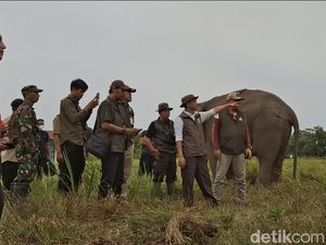 Video: Karhutla Meluas, Pemerintah Fokus Lindungi Gajah Padang Sugihan