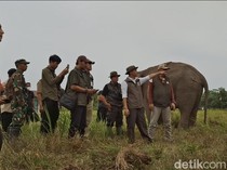 Video: Karhutla Meluas, Pemerintah Fokus Lindungi Gajah Padang Sugihan