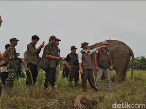 Video: Karhutla Meluas, Pemerintah Fokus Lindungi Gajah Padang Sugihan