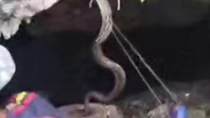 Pawang ular Sunaria digigit piton saat evakuasi di gua Buton Tengah. Dia dilarikan ke puskesmas untuk perawatan.