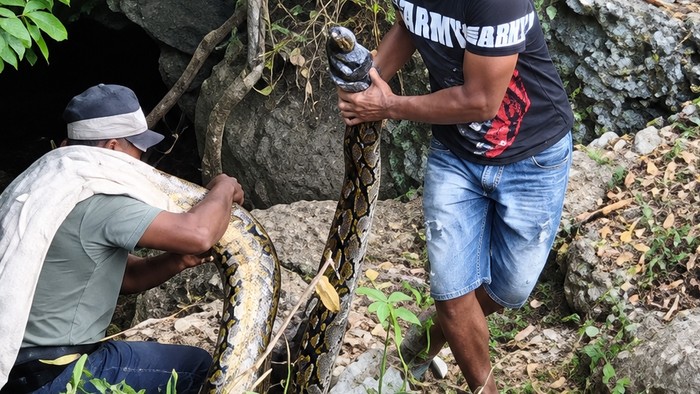 Penampakan ular piton gigit pawang di Buton Tengah.