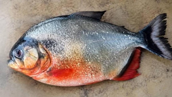 Departemen Perikanan (DOF) Pahang telah mengirimkan rekaman video dan foto seekor ikan yang diduga sebagai piranha perut merah. Ikan tersebut ditemukan di Bendungan Klau, Raub, dan kemudian dibawa ke Institut Penelitian Perikanan (IPP) di Glami Lemi, Negeri Sembilan, untuk verifikasi spesies.
