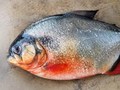 Geger Ikan Piranha di Perairan Malaysia, Pemerintah Minta Warga Tenang