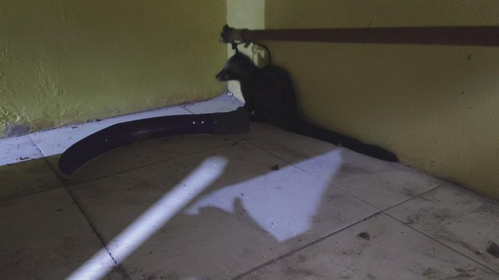 Proses evakuasi musang yang masuk rumah warga Kuningan