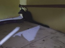 Musang Liar Obrak-abrik Lemari Warga di Kuningan