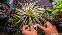 Lebih dari 120 eksibitor ambil bagian dengan menghadirkan beragam koleksi tanaman serta produk florikultura.