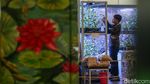 Tanaman Langka dan Eksotis Banjiri FLOII Expo 2026