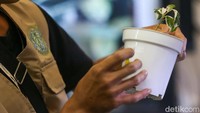 Pengunjung dapat melihat langsung berbagai tanaman hias yang dipamerkan oleh para eksibitor. Selain melihat koleksi tanaman, pengunjung juga dapat mengikuti sejumlah agenda selama pameran, seperti lelang tanaman, kompetisi, hingga lokakarya edukatif.