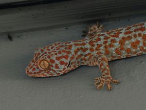 Penyebab Tokek Masuk ke Rumah dan Cara Ampuh Mengusirnya