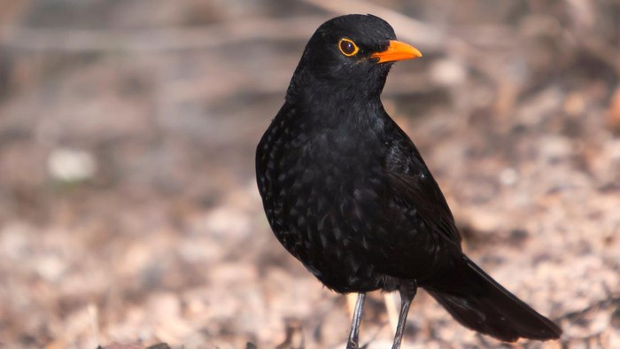 Turdus merula, burung  yang dinilai memiliki kicauan terindah