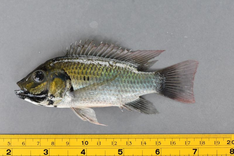 Blackthin tilapia