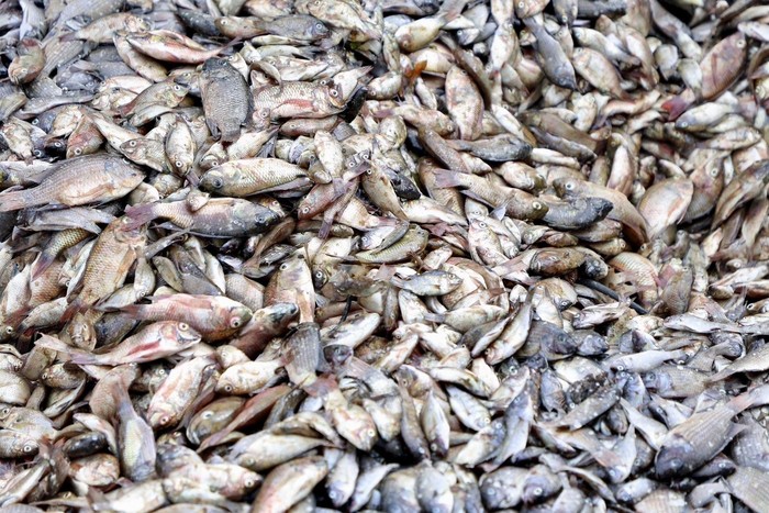 Blackthin tilapia