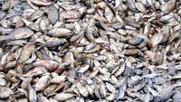 Ledakan Populasi Ikan Nila Bikin Nelayan Thailand Kehilangan Udang