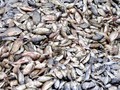 Ledakan Populasi Ikan Nila Bikin Nelayan Thailand Kehilangan Udang