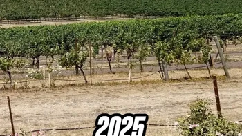 Pada 2025, bukit ikonik Windows XP terlihat sangat berbeda dari wallpaper yang tersimpan dalam ingatan banyak orang. Barisan tanaman anggur kini memenuhi lereng bukit, sementara musim panas California membuat sebagian tanah tampak kering kecokelatan. Foto: Bored Panda/Inside History